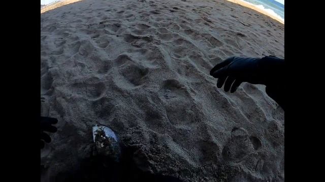 Surf Perch Fishing Half Moon Bay смотреть онлайн