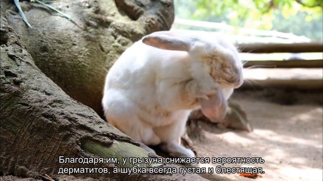 Для чего грызунам нутрицевтики? смотреть онлайн