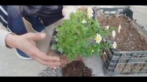 How to Grow,Care and Repot Leucanthemum Paludosum  (creeping Daisy )