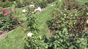 Rosa ´Honoré de Balzac´