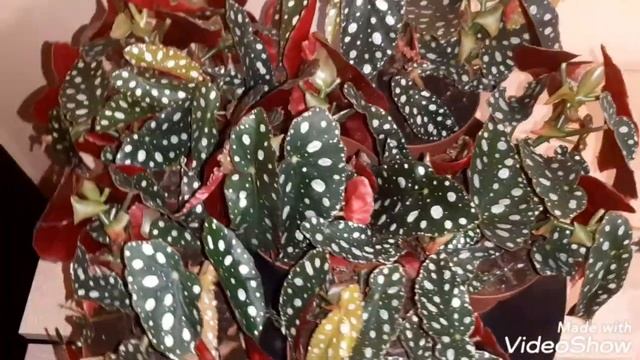 Бегония Макулата смотреть онлайн