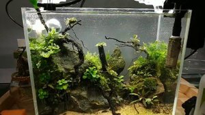 Удобрения для аквариумных растений. Что же лить? Зачем? Сколько?