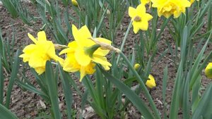 Narcissus var. Dick Wilden
