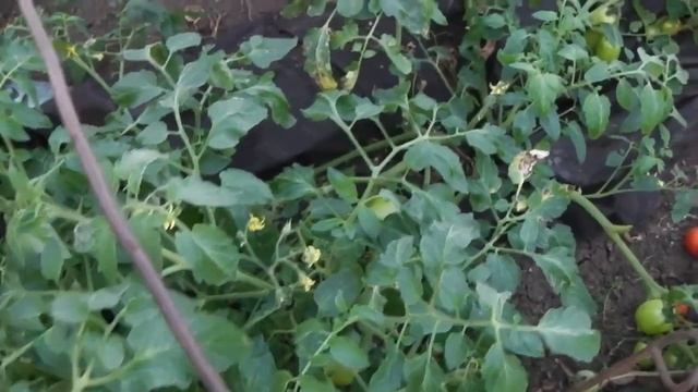 ТОМАТ ЗАСОЛОЧНОЕ ЧУДО. ДЕЙСТВИТЕЛЬНО ЧУДО - СУПЕРУРОЖАЙНЫЙ, СЛАДКИЙ И ОЧЕНЬ ВКУСНЫЙ смотреть онлайн