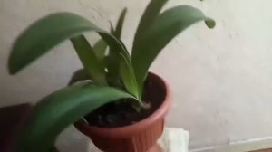 Гемантус дома