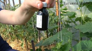 Намажьте ЗЕЛЕНКОЙ основания стебля ОГУРЦА! ЗАВАЛИТ УРОЖАЕМ