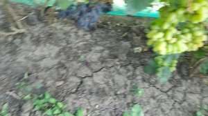 Шикарные формы винограда Зевс и Модница автор Калугин В.М.
