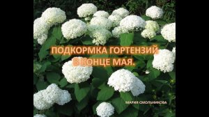 Подкормка гортензий в конце мая.