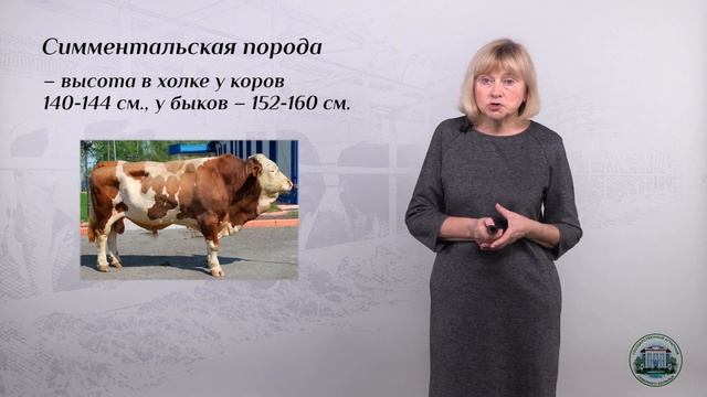 3 4  Симментальская порода