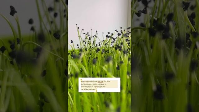 Что происходит с зеленью в магазине? Предлагаем выращивать самим.Решение — микрозелень, это быстро смотреть онлайн