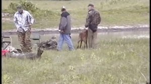 Chesapeake Bay Retriever Master Hunt Test