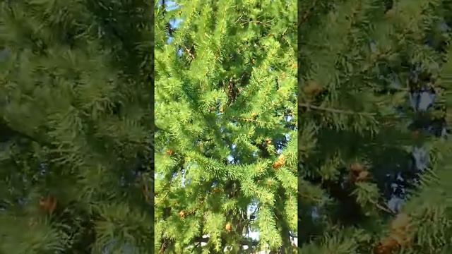 Дерево лиственницы и другие деревца. смотреть онлайн