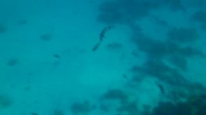 Новогодние приключения в Египте. Шарм-Эль-Шейх зимой. Новый Год на Красном море