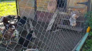 Бресс гальские куры-циклы выращивания на мясо. #куры #фермер #курятник