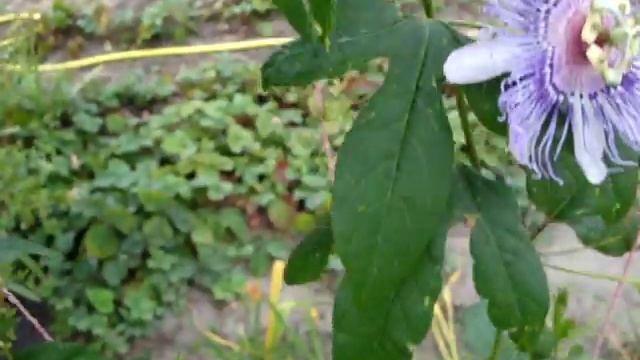 Пассифлора садовая. Первые плоды 2019. Passiflora смотреть онлайн