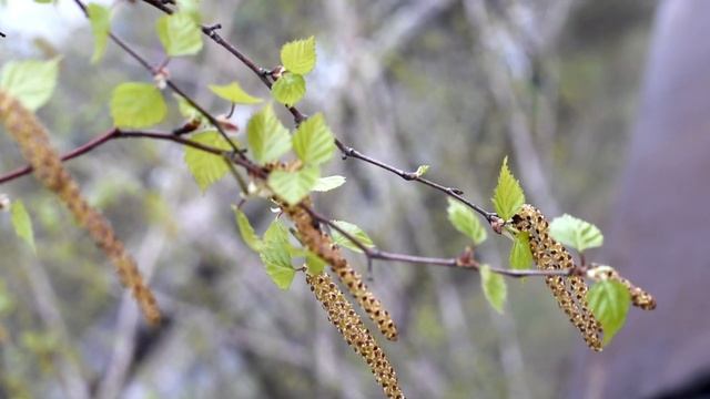 ЦВЕТ ВЕСНЫ Берёза Футаж YouTube смотреть онлайн
