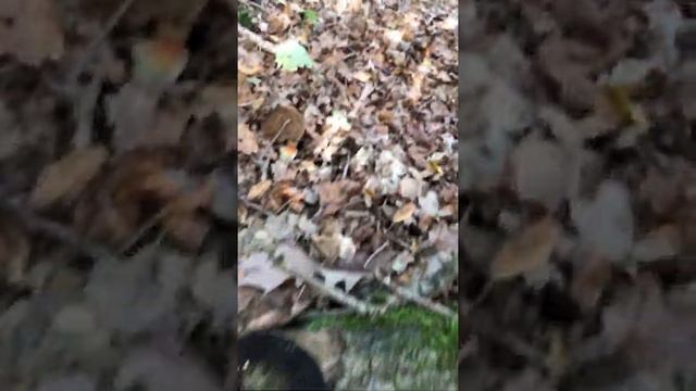 Дубовик крапчатый/Flockenstieliger Hexen-Röhrling смотреть онлайн