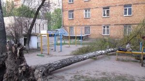 Береза упала- последствия вчерашней бури? #Birch fell, is it the consequences of yesterday's #storm