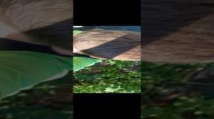 ПОШЁЛ НА ЗАБРОШКУ А ТАМ