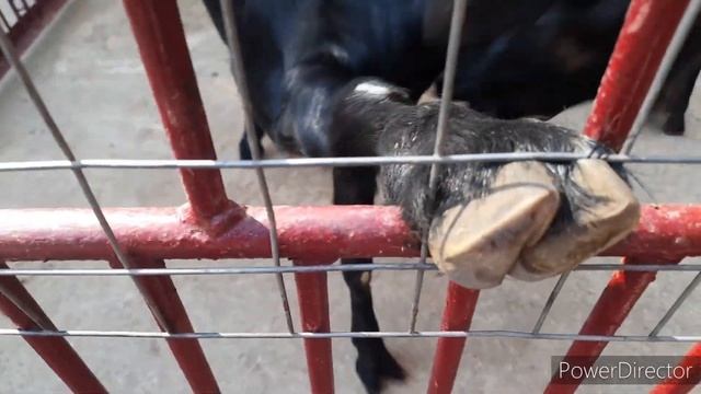 Детки в клетке|Счастливые мгновения и культурный отдых в последний день лета| смотреть онлайн