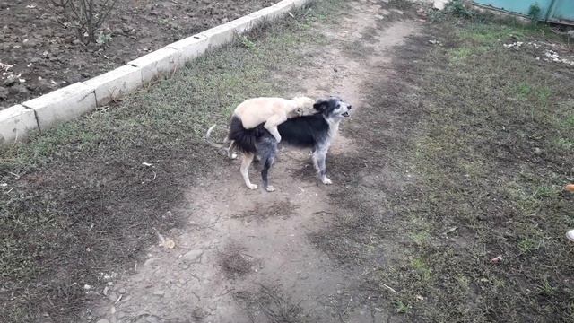 Как мои 2 кобеля шпилиться вздумали смотреть онлайн