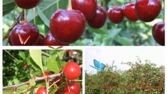 Вишня обыкновенная Жуковская - Молодежная ? обзор: как сажать, саженцы вишни Жуковская - Молодежная смотреть онлайн