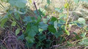 ВИНОГРАД КАБЕРНЕ-СОВИНЬОН -19-22°С   будем удалять - ПОЧЕМУ????