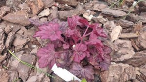 Гейхера сорт Wild rose