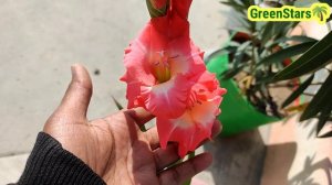 How To Grow Gladiolus Easily With Result | Grow Bulbs/Corms/seeds care Gladiolus m Flower kab atay