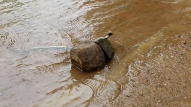 Грузовички возят змей и их яйца смотреть онлайн