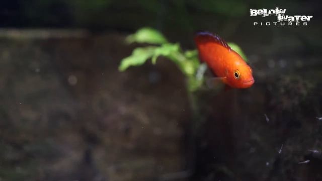 HEMICHROMIS EXSUL ! -Lake Turkana JEWEL CICHLID, - Part II смотреть онлайн