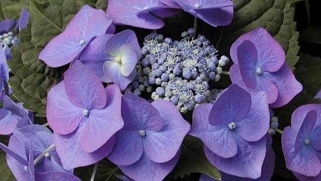 Гортензия макрофила Блаумайзе (Hydrangea Macrophylla Blaumeise)