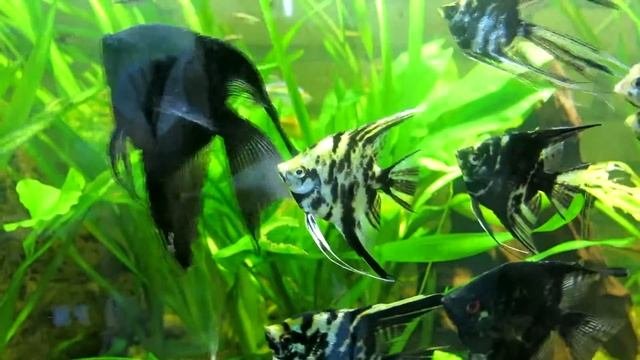 Видовое разнообразие скалярий.