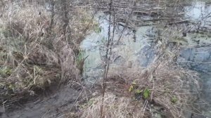 Охота на бобра капканами.  Мини платины и наконец то удачно