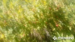 Продам шиповник. Заработок на шиповнике.