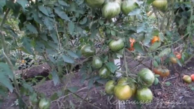 Матросик и курочка ряба смотреть онлайн