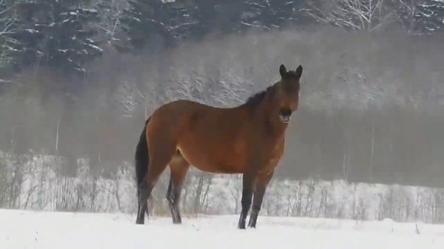 Наши тракены смотреть онлайн