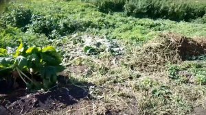 Установил комкодавитель на  самодельную транспортерную картофелекопалку.  Урожай 2023г.