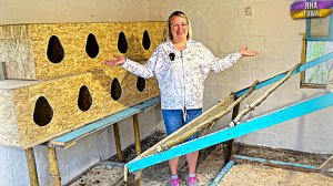 Курятник готов! Курочкам - понравится! Наши домашние цветы: фиалки и традесканция.