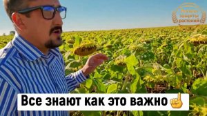 ☝️Семена гибриды подсолнечника  Подсолнечник под экспресс  Подсолнечник классический ☝️