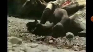 Реакция на Андрея и «Прогулки с Динозаврами: В стране Гигантов».