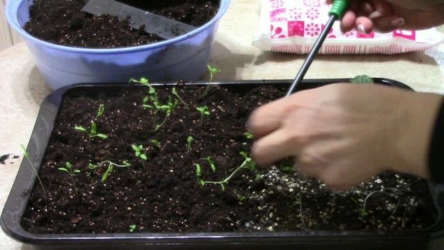 схизантус.часть 1 mp4 смотреть онлайн