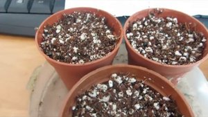 Росянка капская. Посев семян