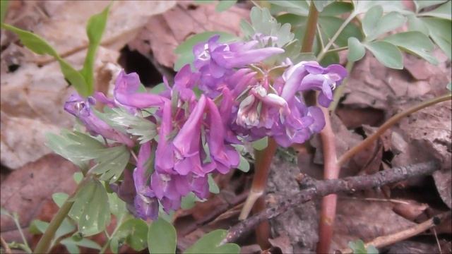 Ядовитые растения Новгородской области, Хохлатка Плотная, Corydalis solida, 22.04.2023