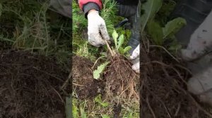 Посадка горной сосны в Саду чудес