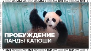 Московский зоопарк показал пробуждение панды Катюши — Москва 24
