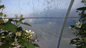 Ежевика Блек Меджик в теплице 21.04.2020