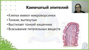 ЕГЭ Биология 2022 | Свойства тканей | Эпителиальная ткань | Функции эпителиальной ткани