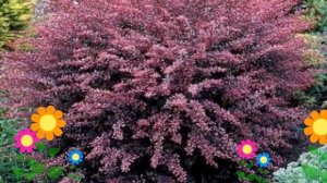 Барбарис тунберга Rose Glow. Краткий обзор, описание характеристик, где купить саженцы, крупномеры
