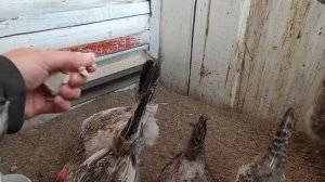 куры несутся каждый день! без обогрева и света! мои добавки для яйценоскости кур!